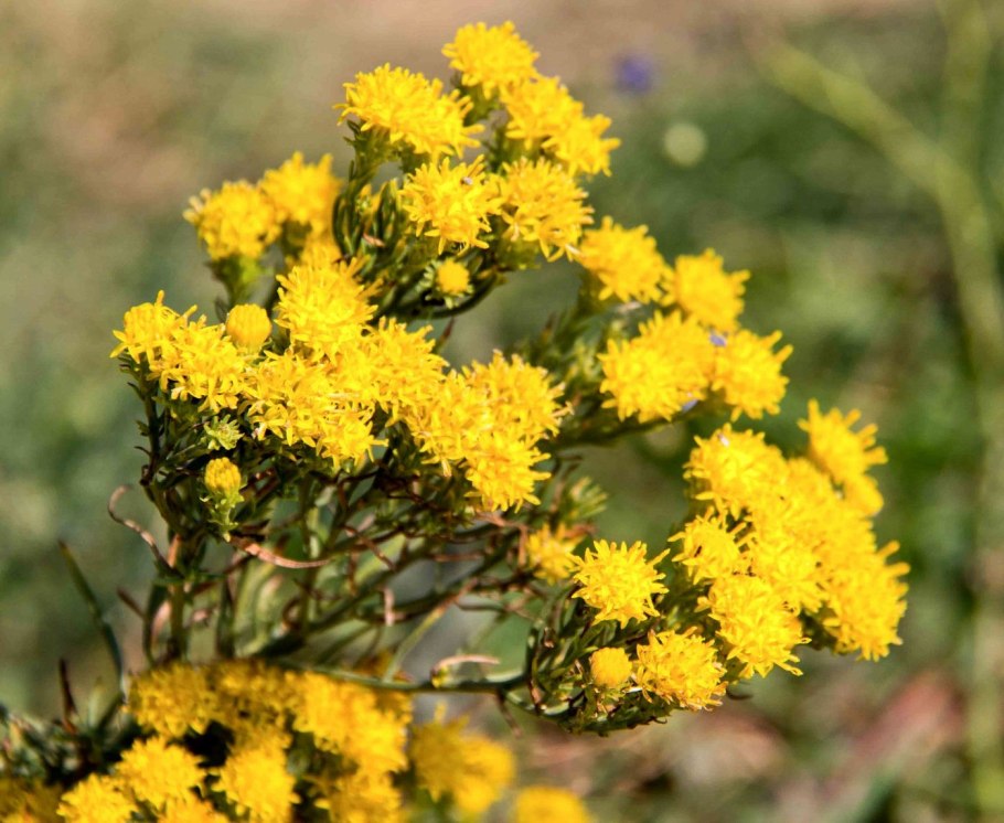 Solidago californica