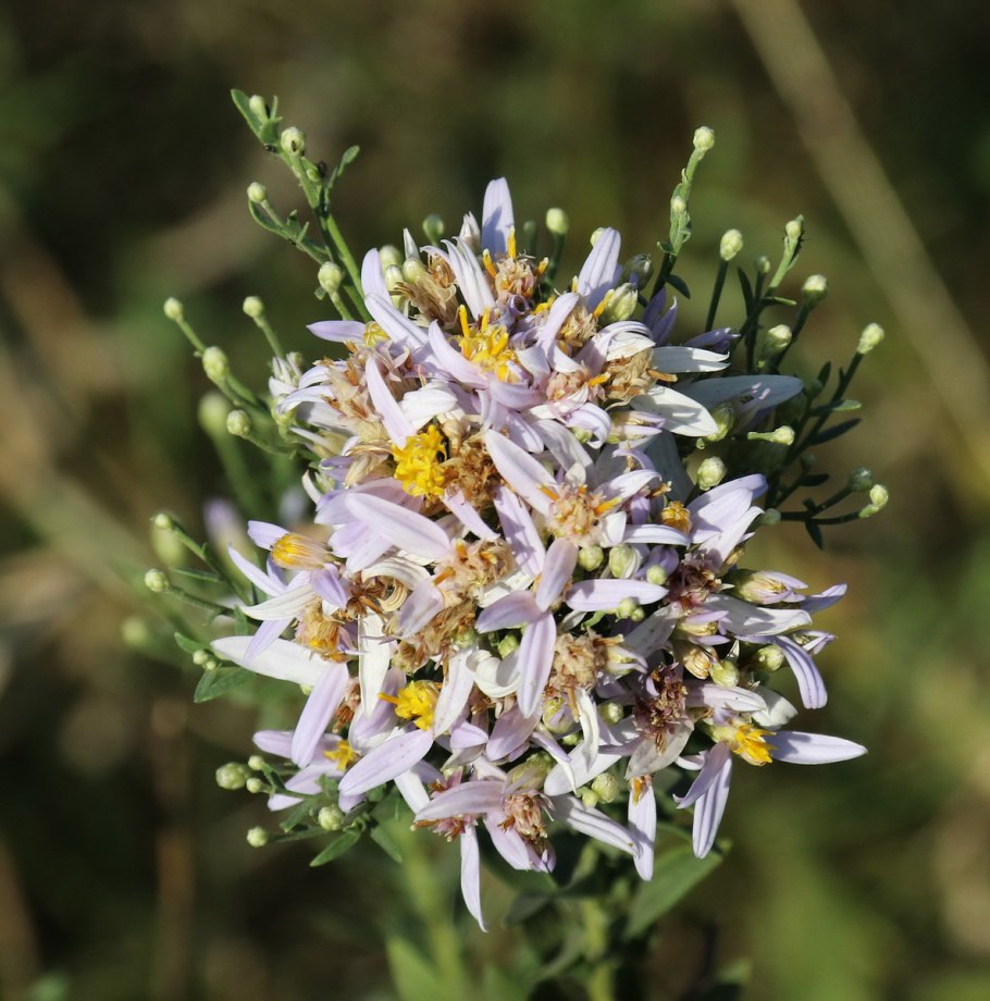 Солонечник обыкновенный медонос