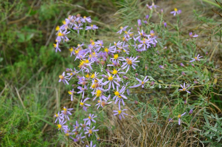 Солонечник — Galatella