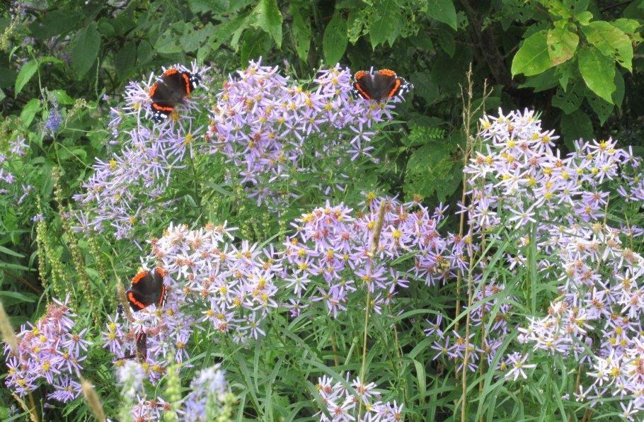Солонечник узколистный Galatella angustissima