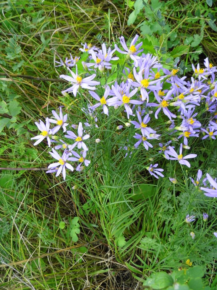 Galatella angustissima