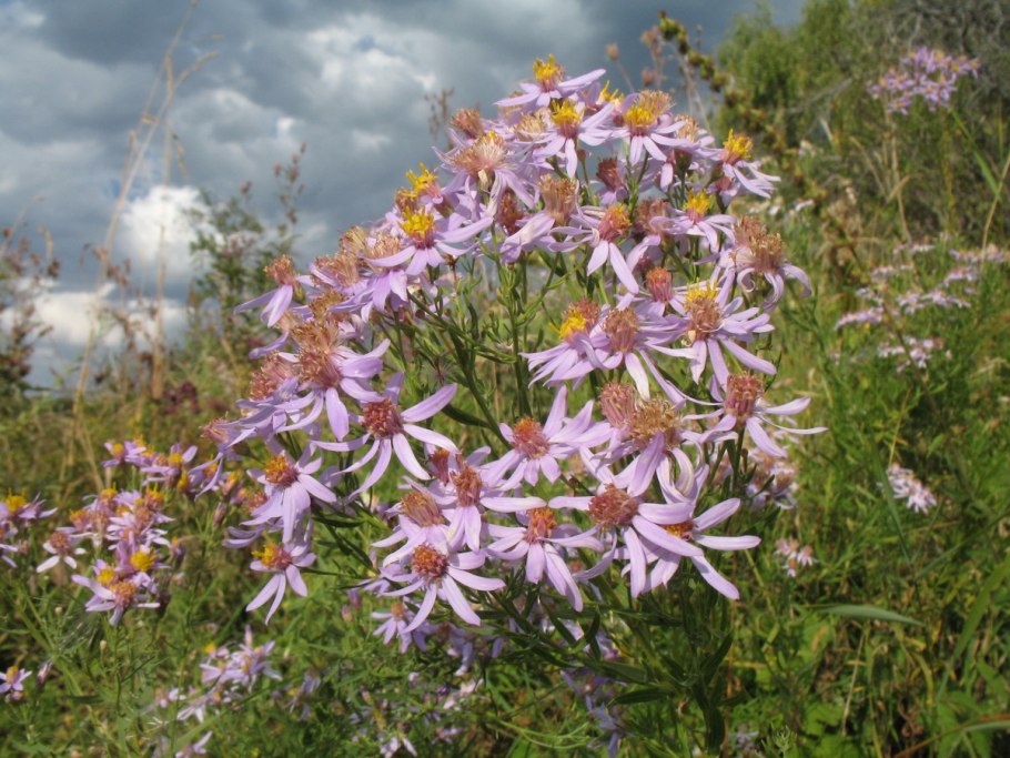 Symphyotrichum prenanthoides