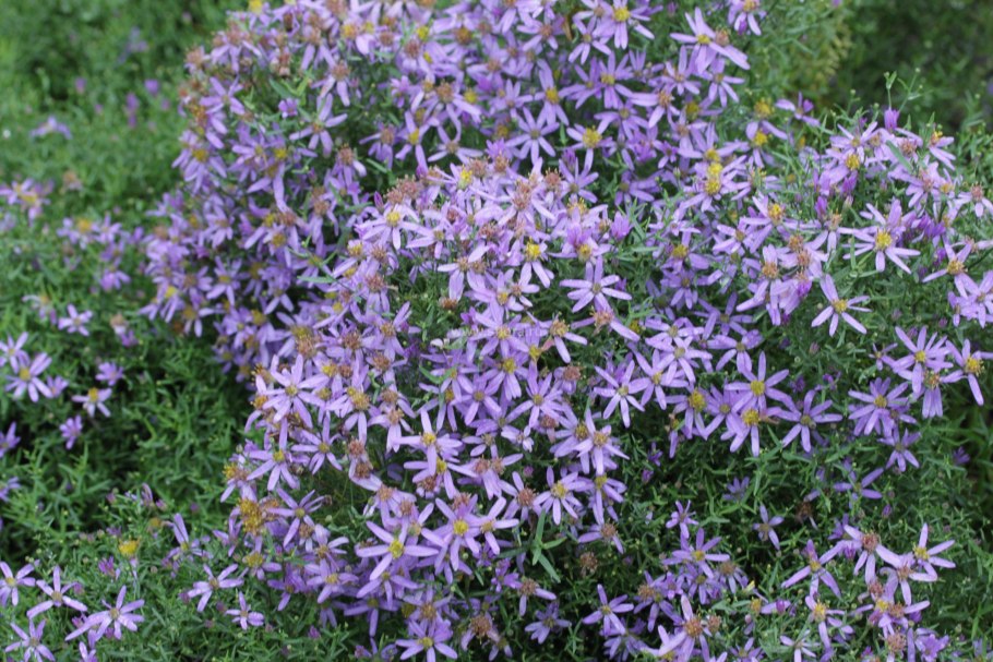 Aster sedifolius