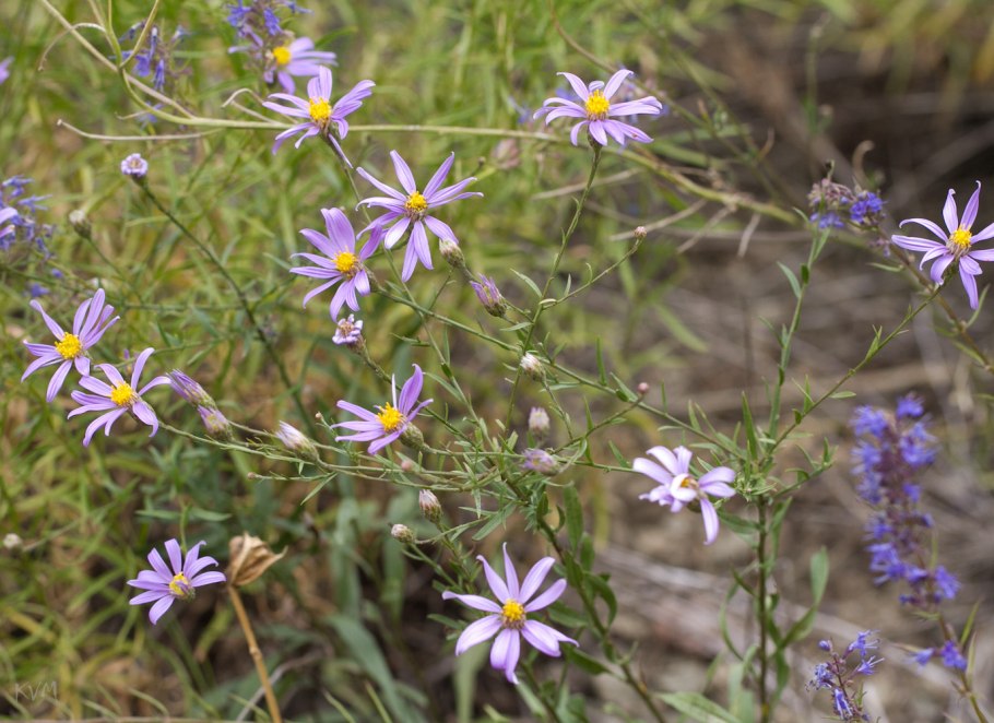 Солонечник растопыренный