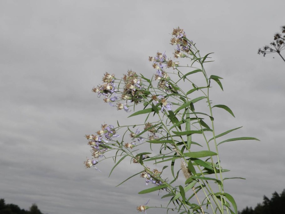 Eriodictyon californicum