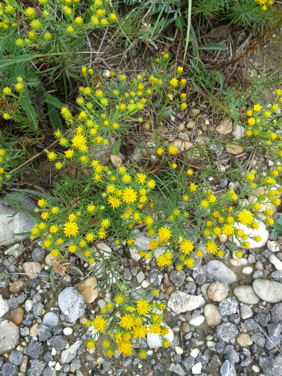 Galatella villosa Солонечник мохнатый