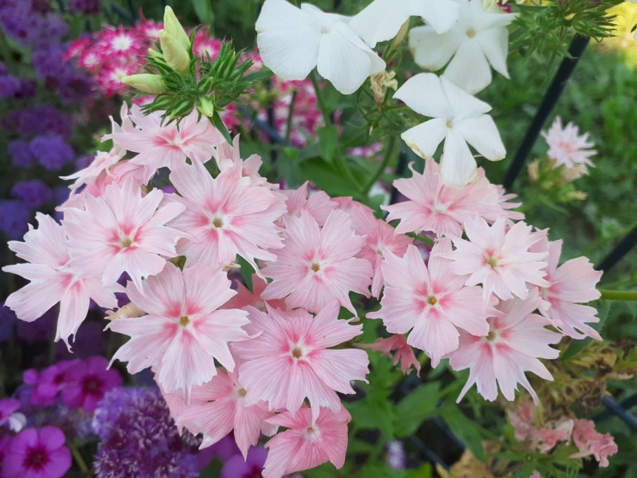 Флокс друммонда (Phlox drummondii) Promise Peach