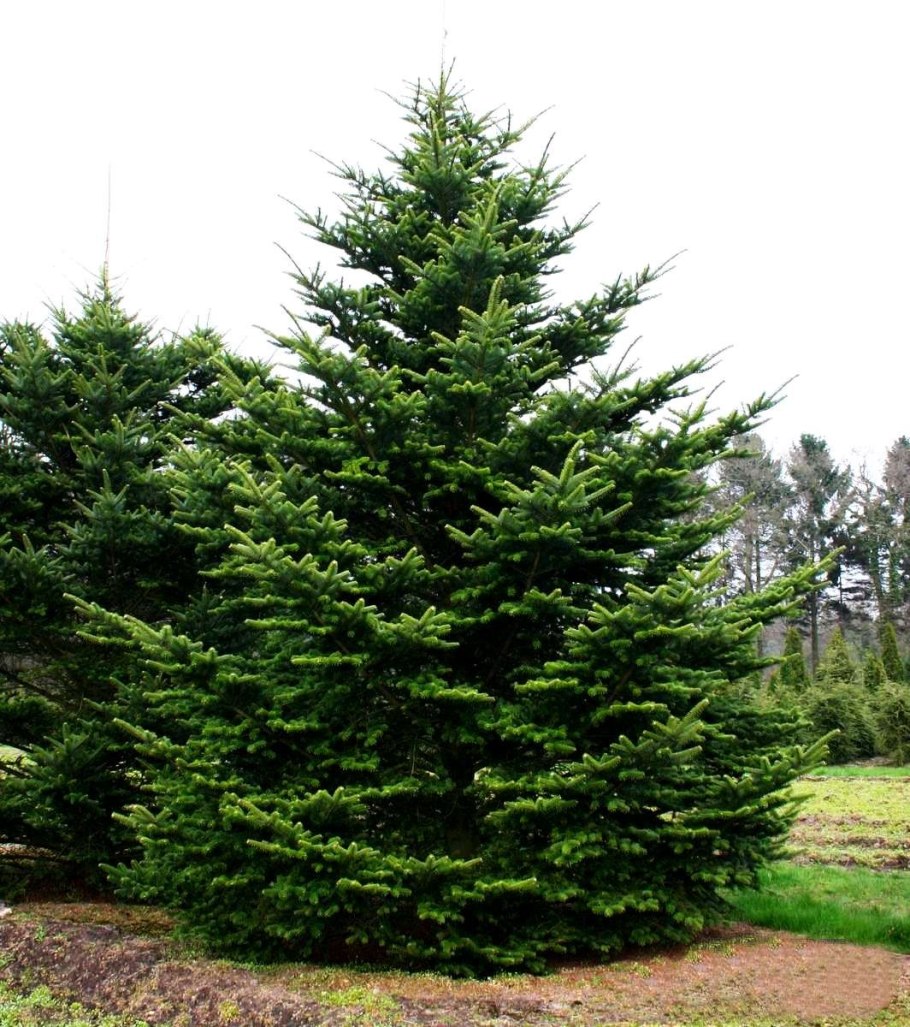 Пихта нордмана