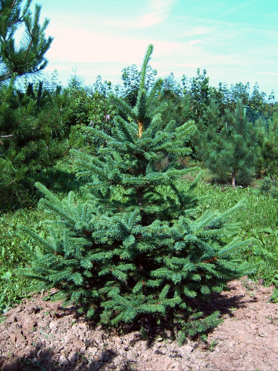 Пихта равночешуйчатая