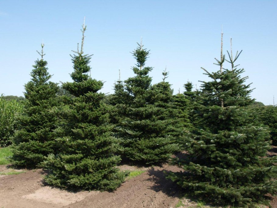 Пихта субальпийская шишки