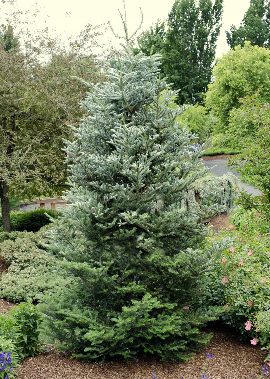 Пихта корейская дерево