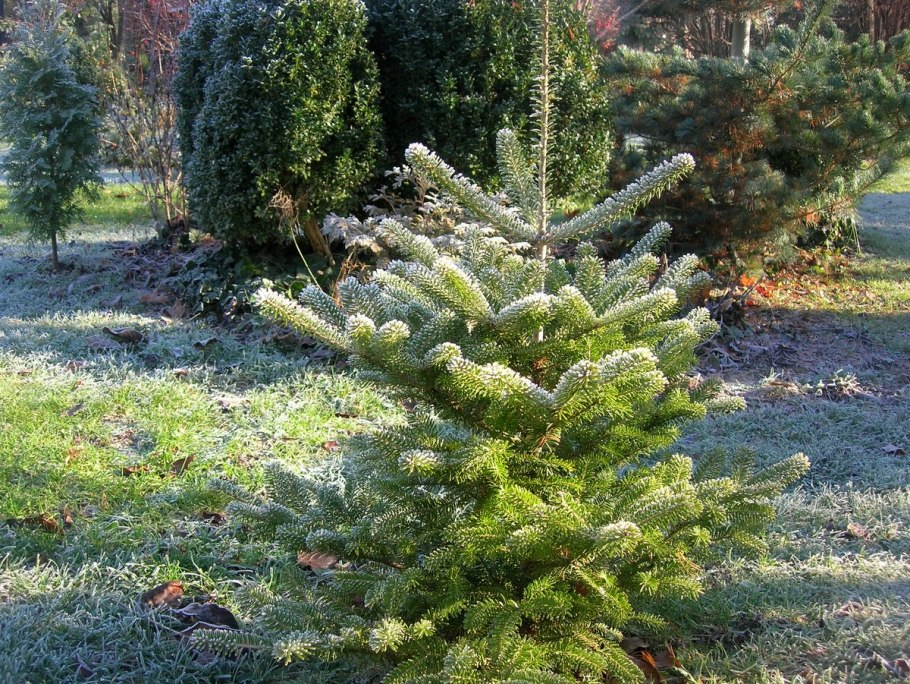 Пихта нордмана живая