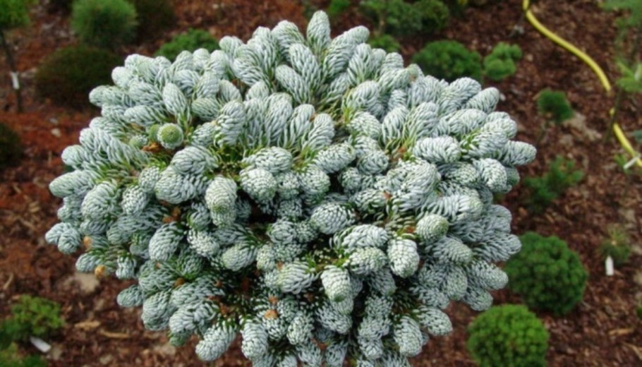 Пихта корейская когоутс айсбрекер