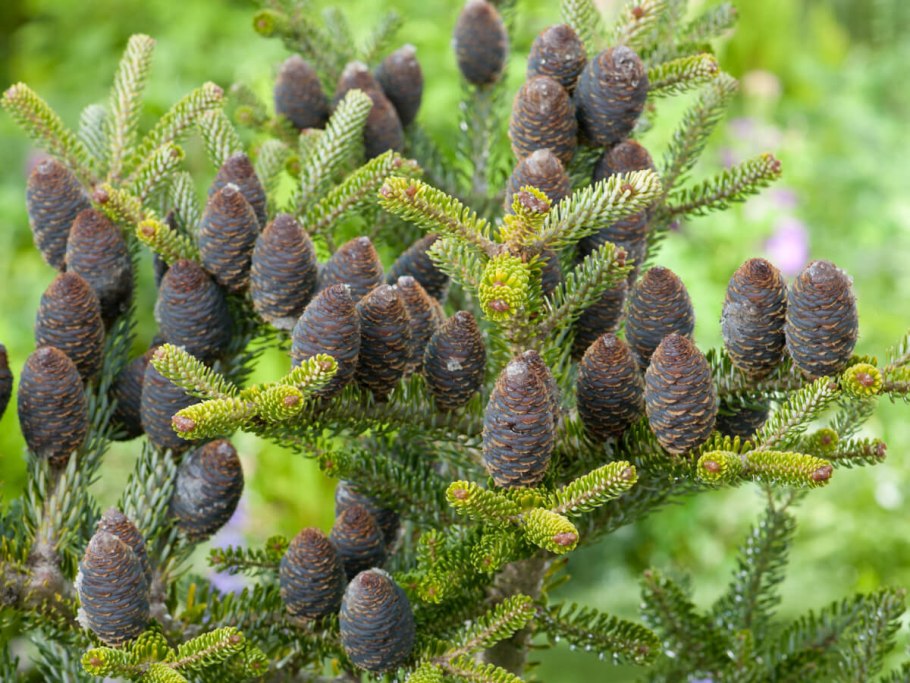 Пихта сибирская сильберлок