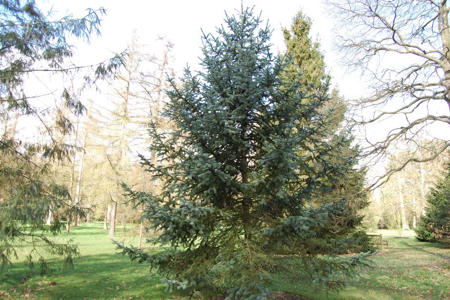 Picea koraiensis ель корейская шишки