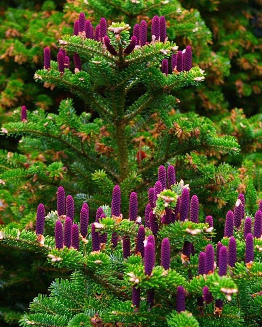 Пихта Кутепова