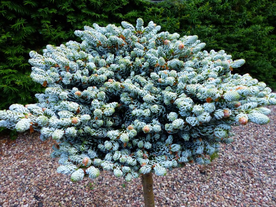 Ель корейская Nakai