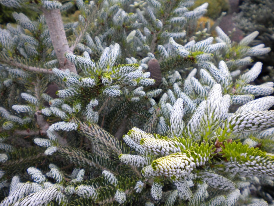 Сильберлок пихта корейская