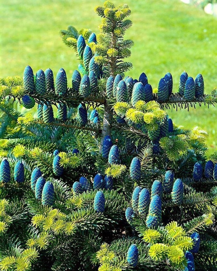 Abies koreocarpa Diskus