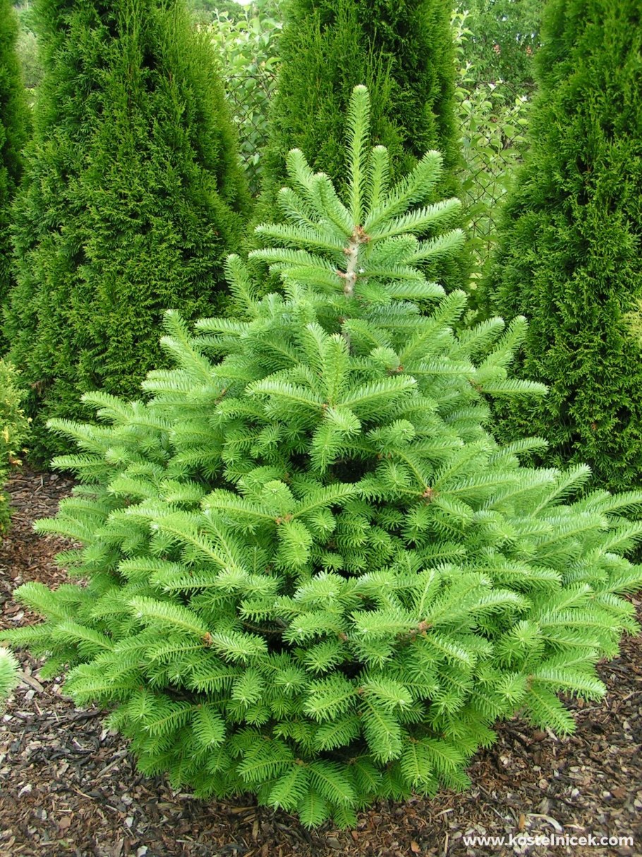 Пихта нордмана