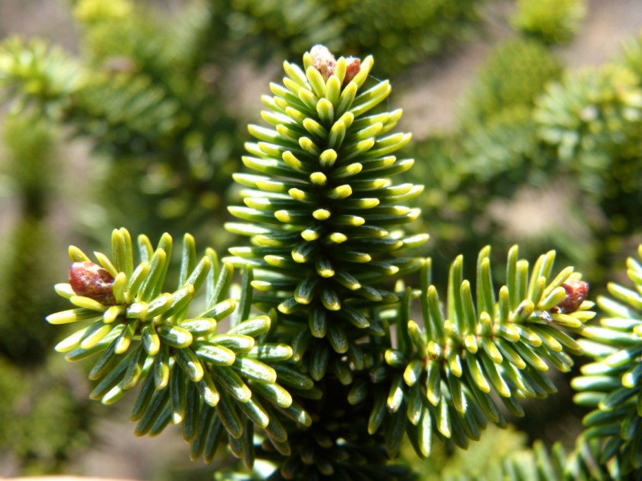 Пихта фразера (abies fraseri)