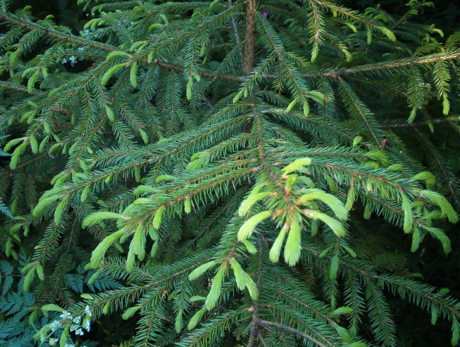 Abies Koreana