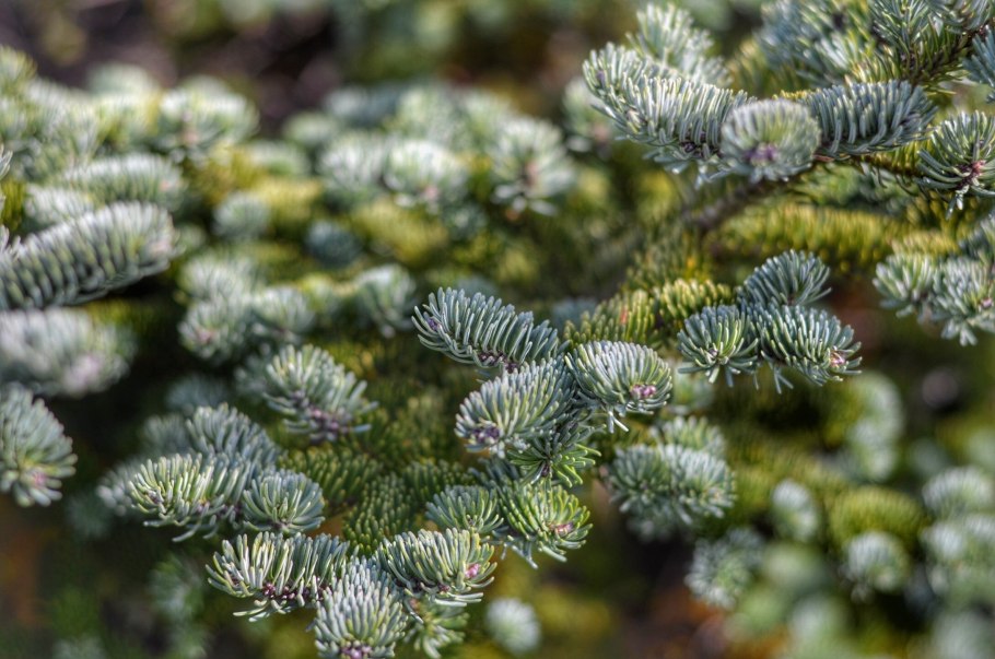 Сильберлок пихта