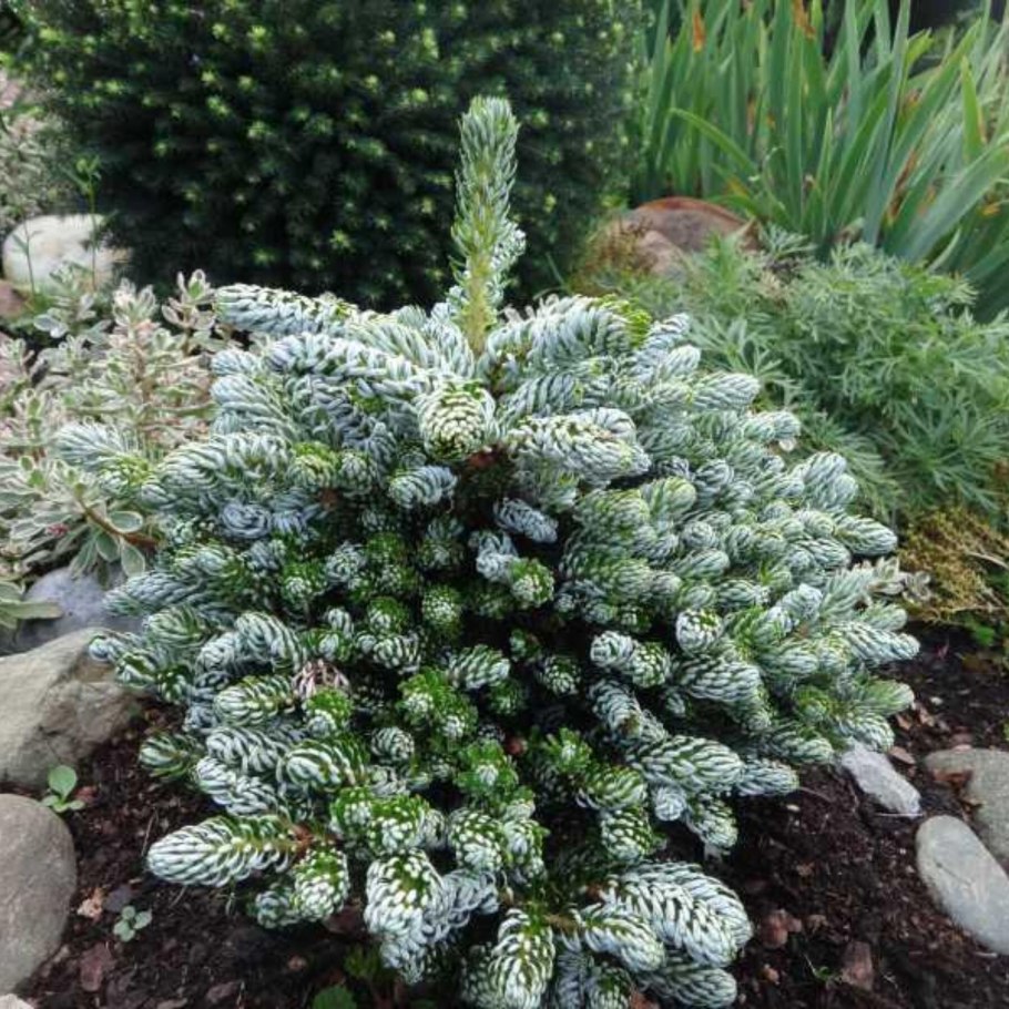 Пихта корейская когоутс айсбрекер