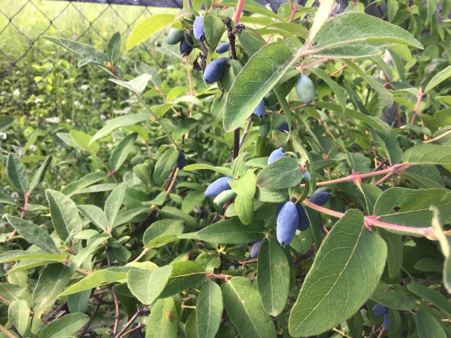 Жимолость съедобная куст