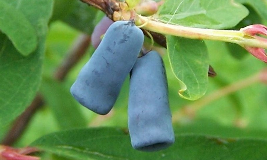 Lonicera kamtschatica