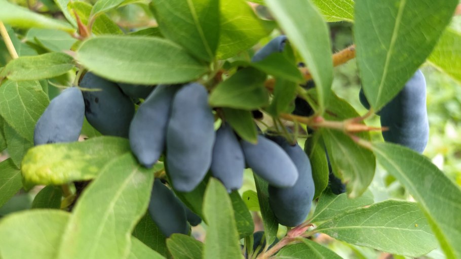 Жимолость Татарская Казанова