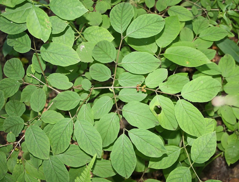 Дерево с фиолетовыми ягодами