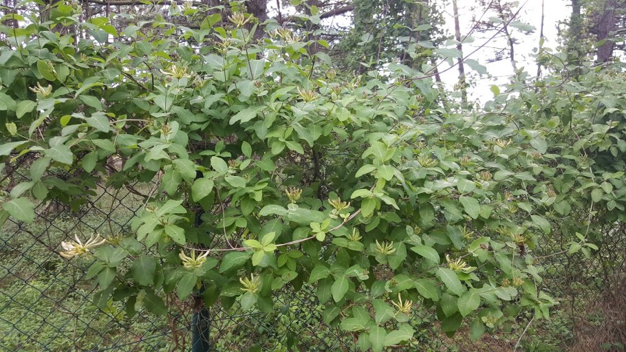 Жимолость Ледебура