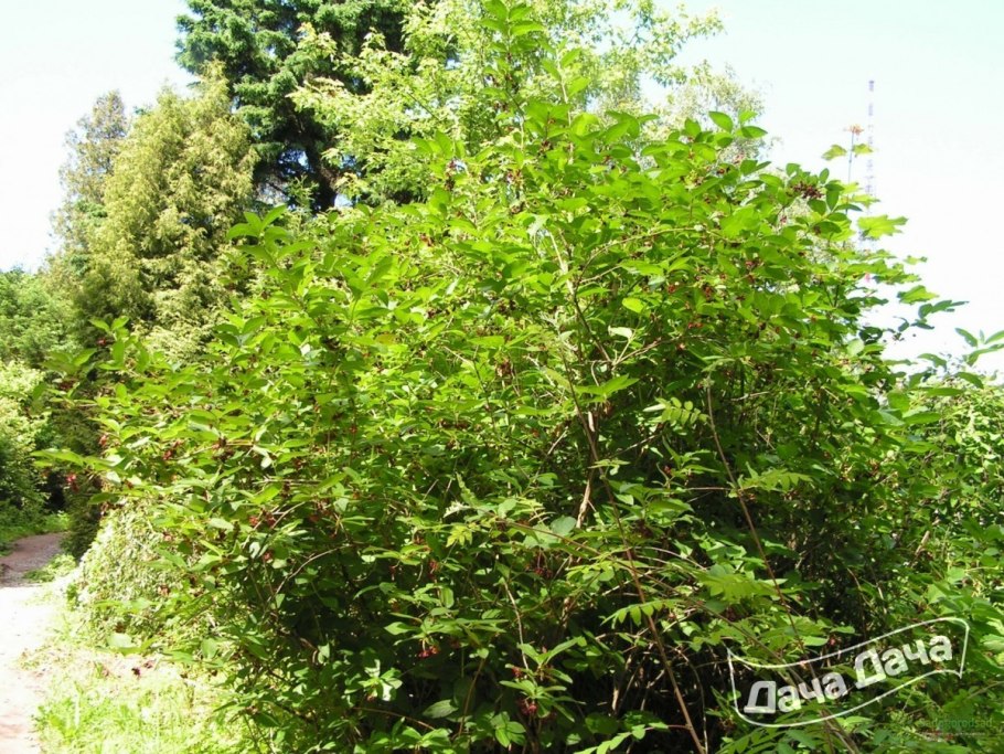 Жимолость обыкновенная Плантариум