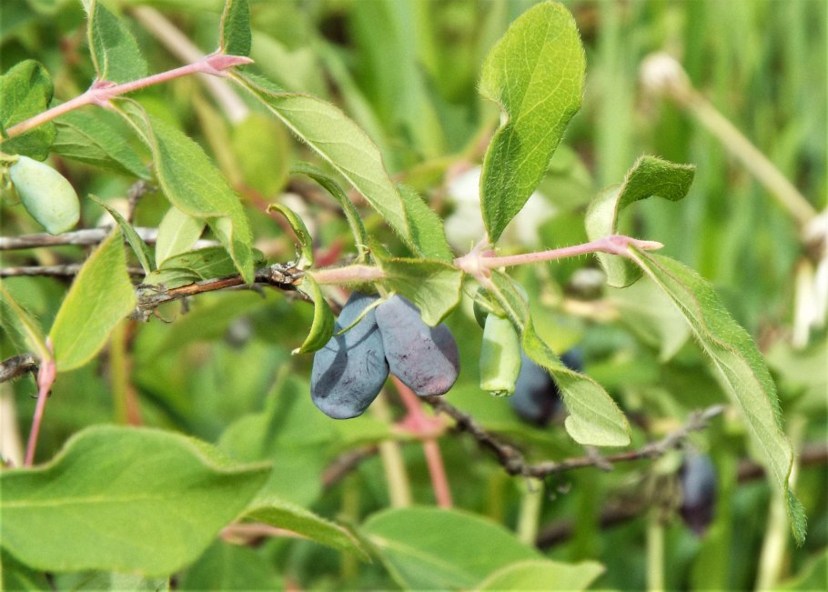 Жимолость Длинноплодная