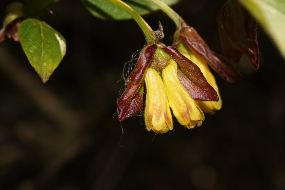 Жимолость съедобная Бакчарский великан