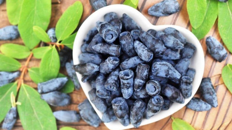 Ягода жимолость