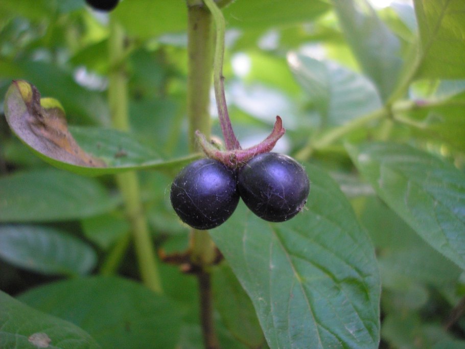 Жимолость покрывальная