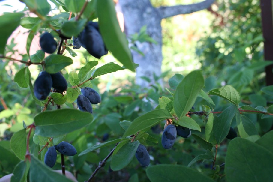Жимолость съедобная