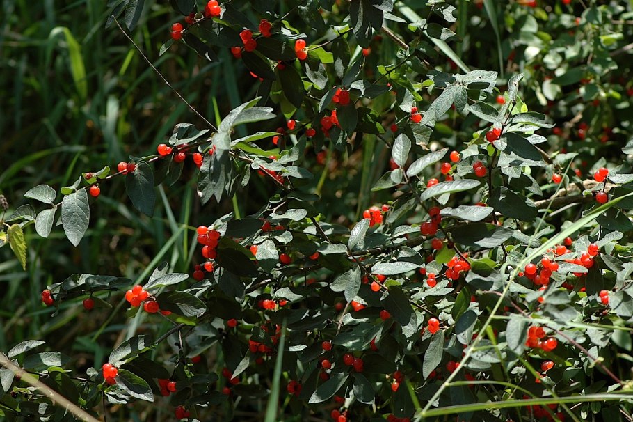 Жимолость плоды огромные