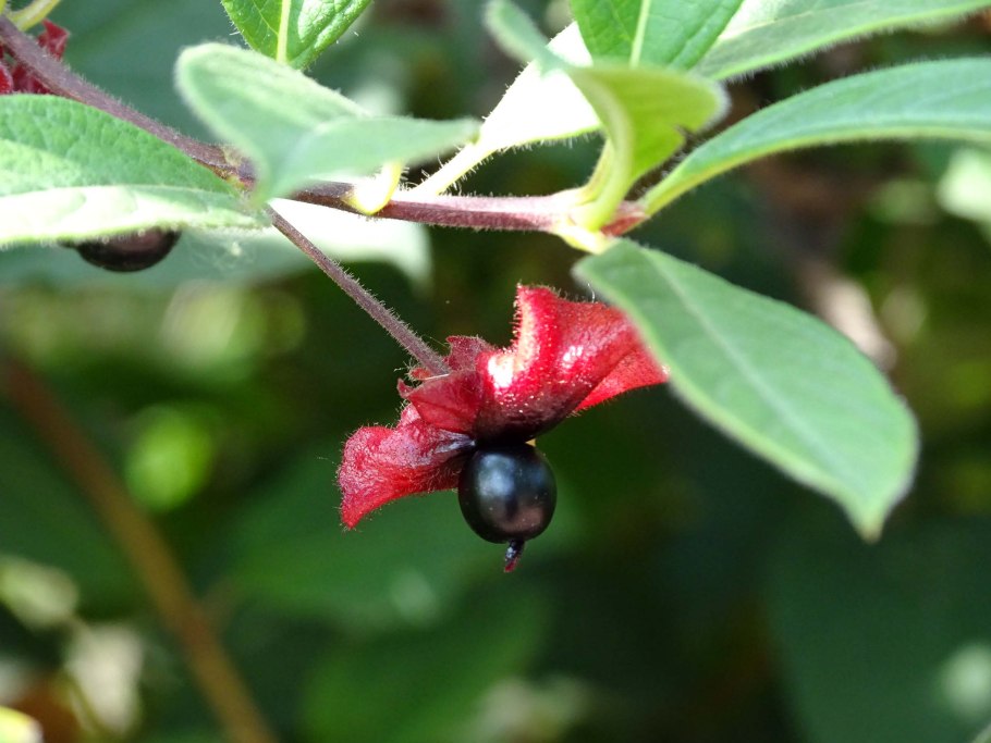 Lonicera korolkowii