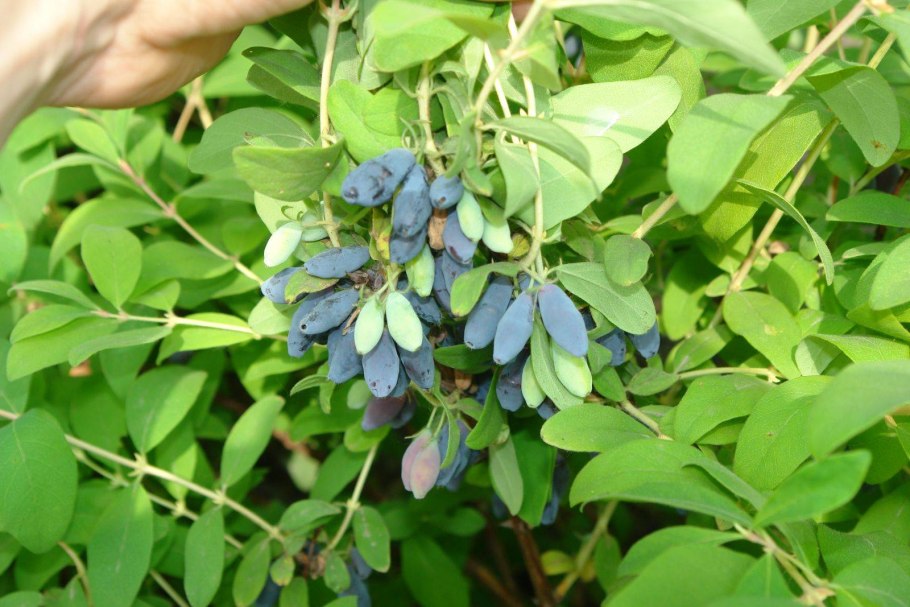 Жимолость Морена