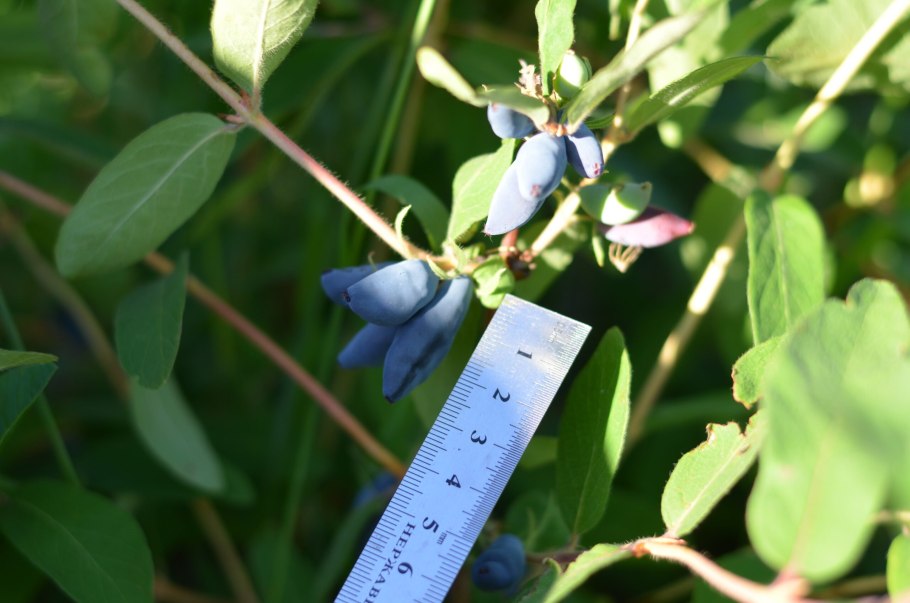 Lonicera involucrata