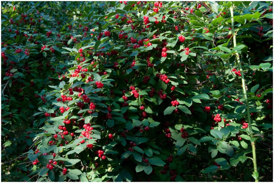 Жимолость Бажовская