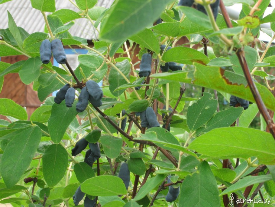 Жимолость съедобная Виола