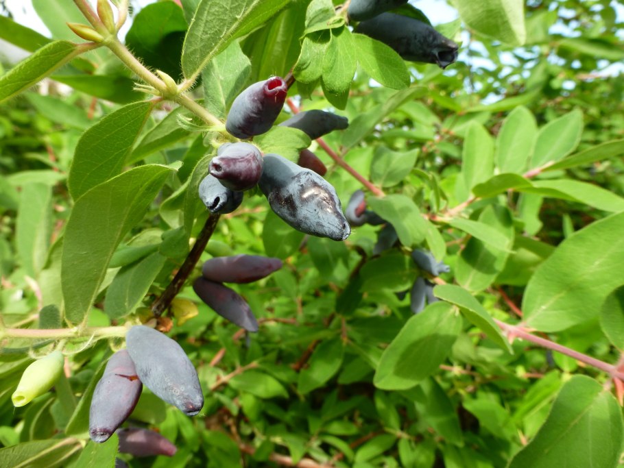 Жимолость бакчарская юбилейная