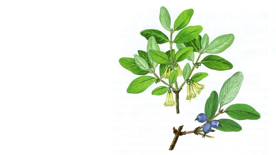 Жимолость Лесная съедобная