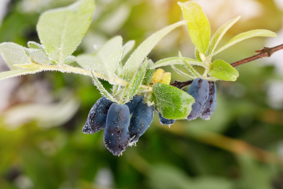 Жимолость пузырчатая