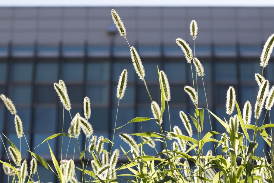 Тимофеевка луговая (phleum pratense)