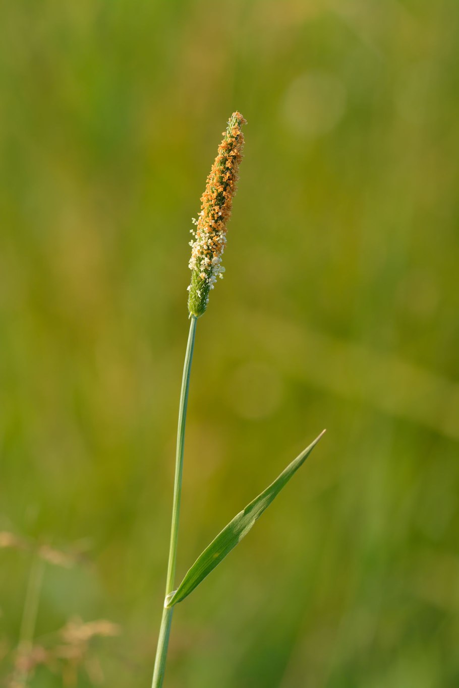 Тимофеевка луговая (phleum pratense)